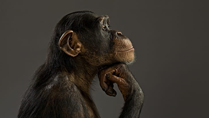 mood, model, monkey, chimpanzees