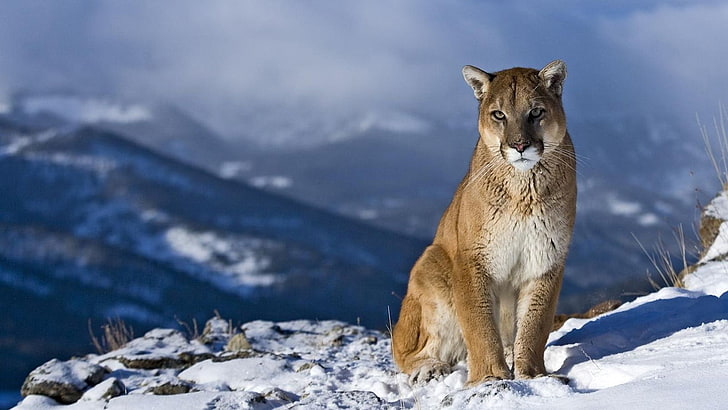 brown lioness, mountains, snow, nature, pumas, animal themes, HD wallpaper