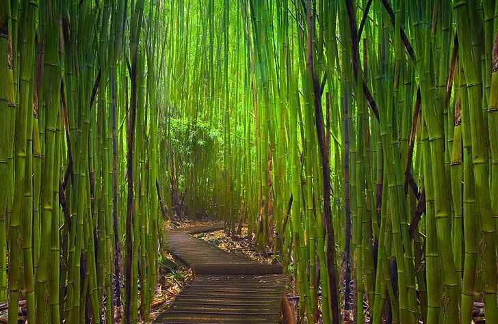photography of green bamboos, Japanese Garden, bamboo - plant