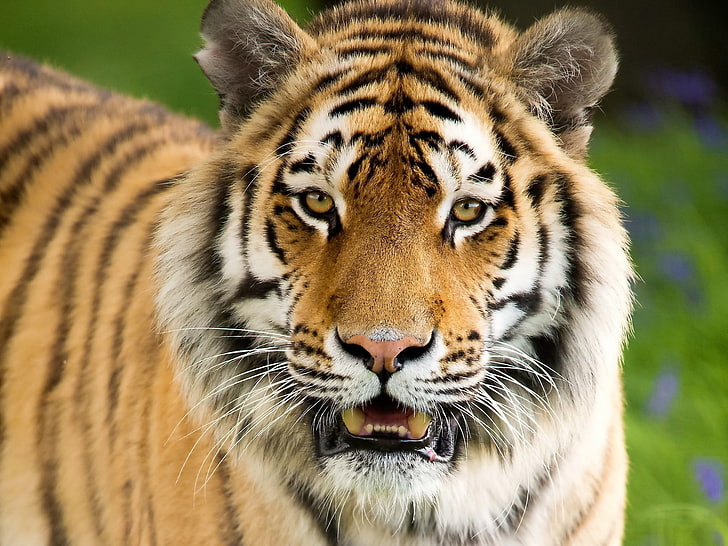 Sumatran tiger, aggression, face, mouth open, animal, wildlife