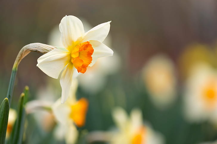 white and yellow flower, Daffodils, flower  flower, flowers, floral, HD wallpaper