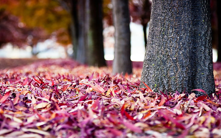 leaves, red leaves, nature, fall, tree trunk, HD wallpaper