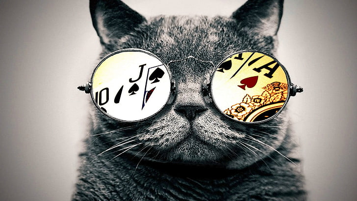 black and grey cat, glasses, aces, mammal, animal, domestic, pets, HD wallpaper