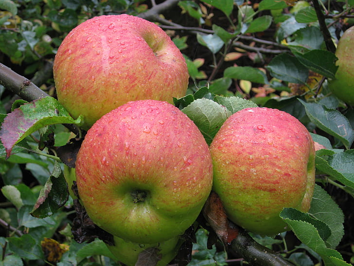 three red and green apples on tree, bramley, bramley, apples