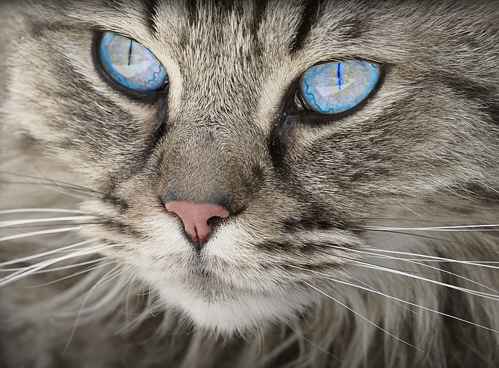 silver maine coon cat, face, blue eyes, fluffy, pets, animal, HD wallpaper