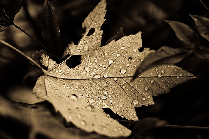 dry leaf, leaves, sepia, dew, nature, plant part, drop, close-up
