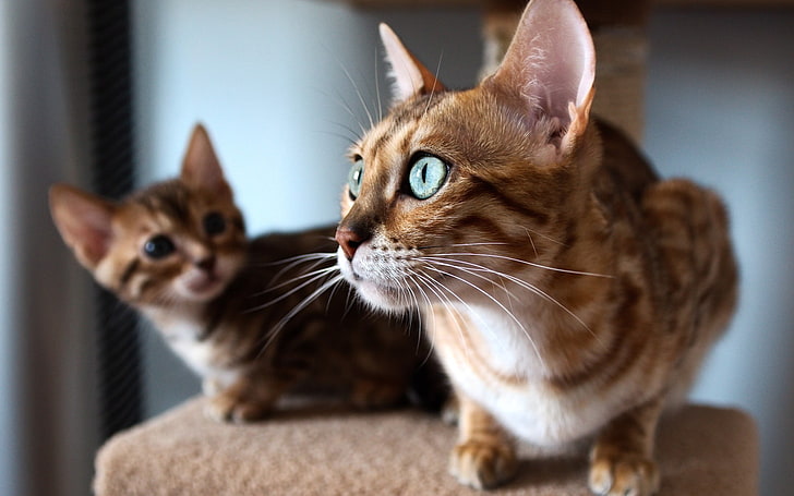 two short-furred brown tabby kittens, animals, cat, closeup, domestic, HD wallpaper