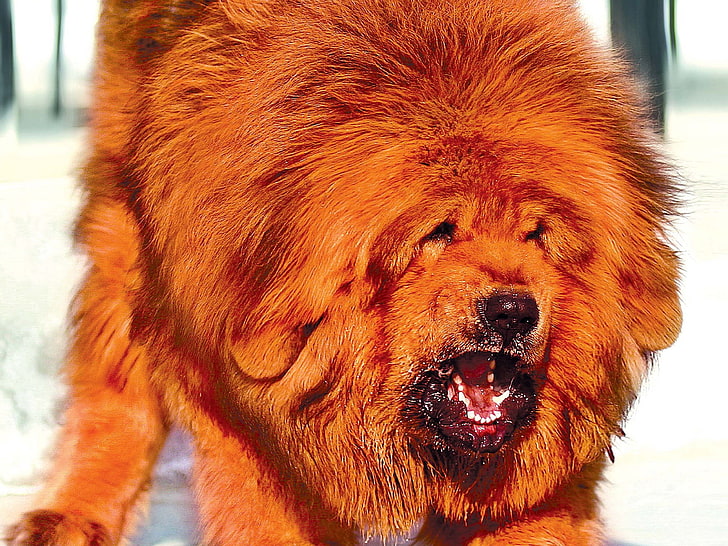dog, tibetan mastiff, HD wallpaper