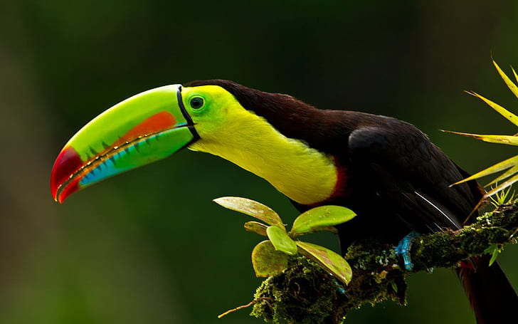 Keel Billed Toucan Known As Sulfur Breasted Toucan Rainbow Is Colorful Bird Latin America Desktop Wallpaper Hd 1920×1200, HD wallpaper
