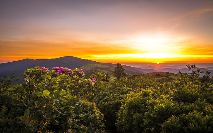 Sunset Rhododenrons Blooming View From Roan Mountain To Grassy Ridge Bald Mountain In North Carolina Usa Wallpaper Hd For Desktop 3840×2400, HD wallpaper