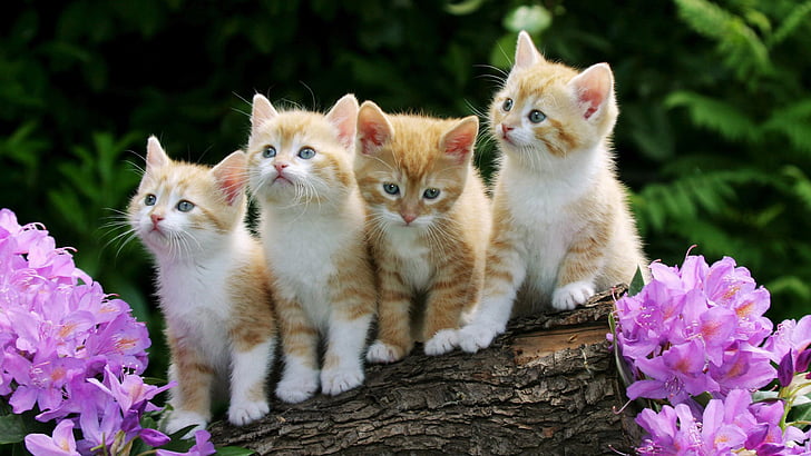 kitten, young mammal, animal, cat, kitty, feline, pet, fur, HD wallpaper