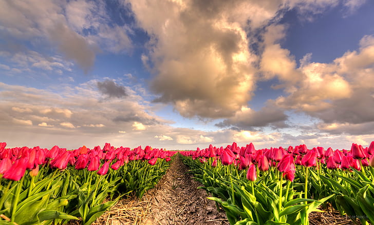 field of pink flowers, tulips, tulips, Tranquil, Dutch, sky, 35mm, HD wallpaper