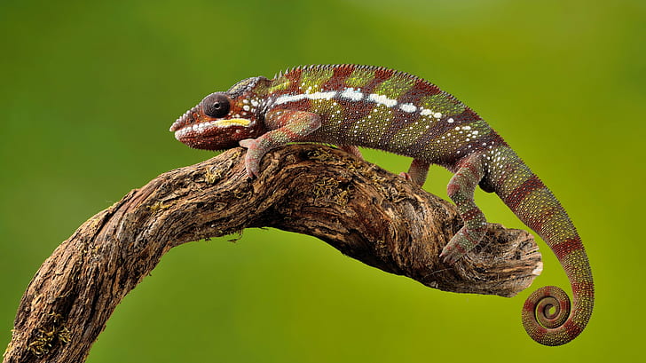 red and green chameleon on twig, chameleon, Captive, Light, Nikon D810, HD wallpaper