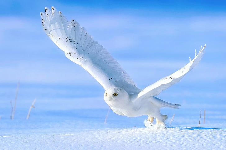 Birds, Snowy Owl, HD wallpaper