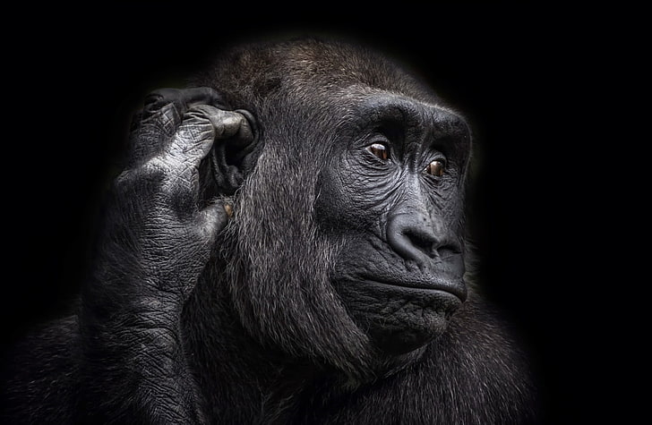 animals, apes, primate, monkey, mammal, animal themes, gorilla, HD wallpaper