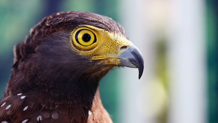 Eagle's Stare, bird of prey, hunter, beautiful, cunning, animals, HD wallpaper