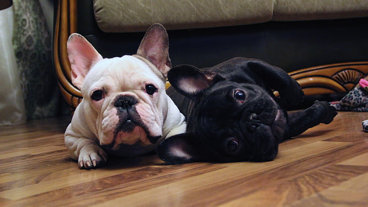 picture of french bulldog puppies, mammal, animal themes, domestic, HD wallpaper