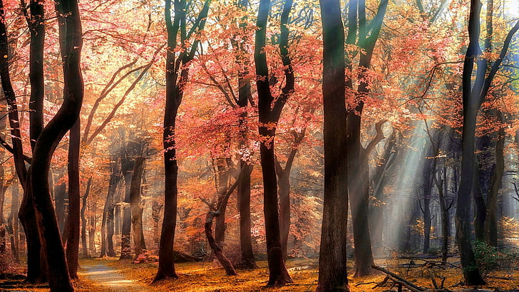 mist, sun rays, leaves, spring, nature, park, trees, path, sunlight, HD wallpaper