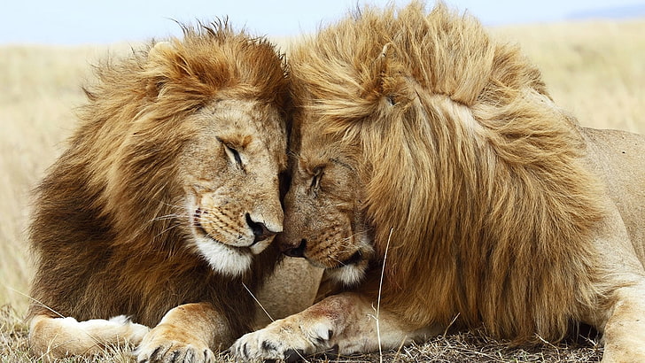 two male lions, cat, couple, mane, rest, lion - Feline, safari Animals