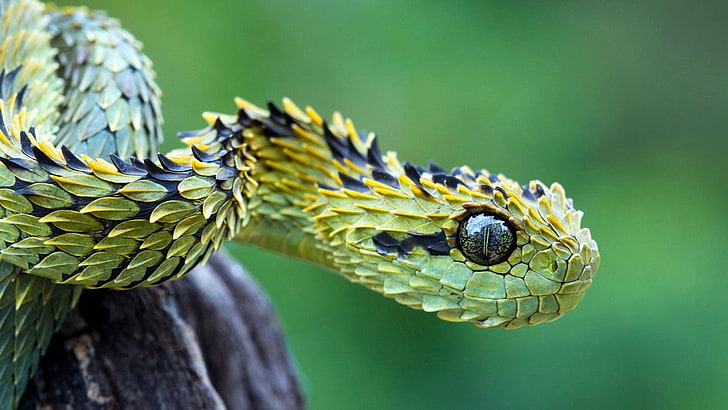 green snake, selective focus photography of green pit viper, animals