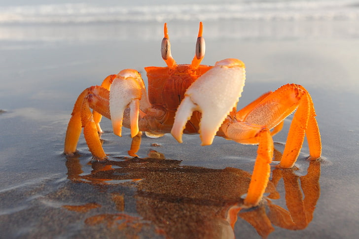 crabs, beach, sand, crustaceans, orange color, sea, land, nature, HD wallpaper