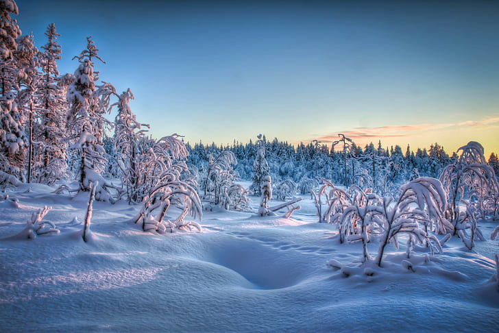 Winter frozen forest, snow covered trees, landscape, nature