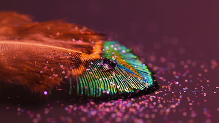 feather, drop, colorful, macro photography, glitters, close up