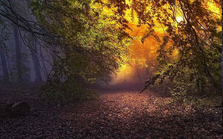 HD wallpaper: atmosphere, Fairy Tale, Fall, forest, landscape, leaves ...