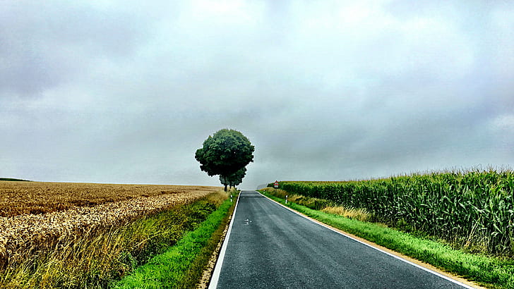 brown wheat field beside black road, Far from home, Linie, Line, HD wallpaper