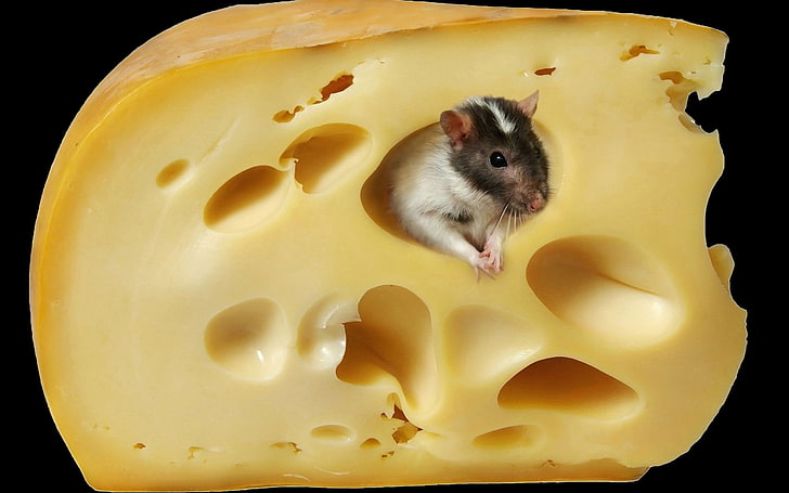 white and brown mouse, mice, cheese, animals, food, mammals, one animal