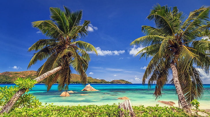 nature, landscape, tropical, beach, island, palm trees, sea, HD wallpaper