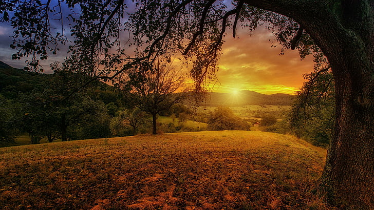 sky, tree, dawn, morning, sunlight, field, good morning, landscape, HD wallpaper
