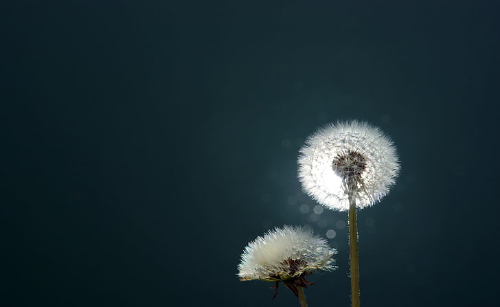 Dandelion with two white flowers 1080P, 2K, 4K, 5K HD wallpapers free  download | Wallpaper Flare