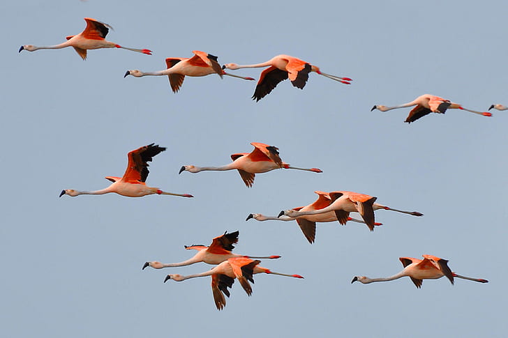Chilean Flamingo Flying Photos (phoenicopterus Chilensis) Is A Large Species Of Flamingo At 110–130 Cm (43–51 In) Closely Related To American Flamingo And Greater Flamingo, HD wallpaper