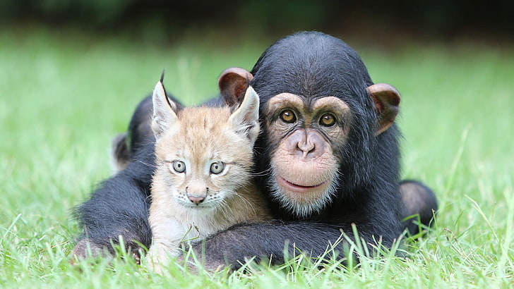 black monkey and orange feline, chimpanzees, lynx, animals, nature