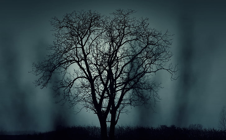Mysterious, Holidays, Halloween, Dark, Black, Tree, Silhouette