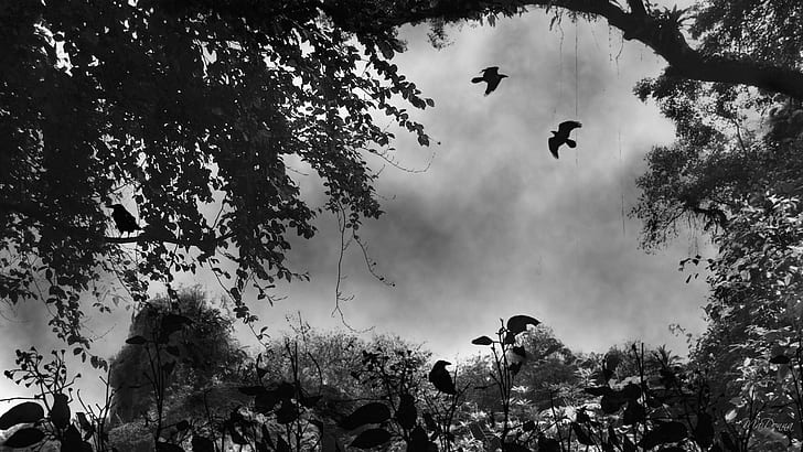 Where Ravens Rest, firefox persona, mist, black and white, trees