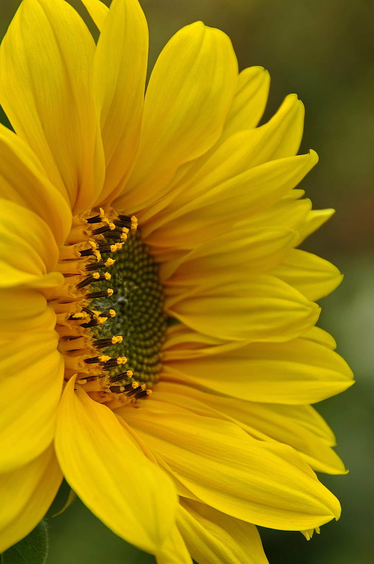sunflower in shallow focus photography, DSC, day, ifax, Nova Scotia, HD wallpaper