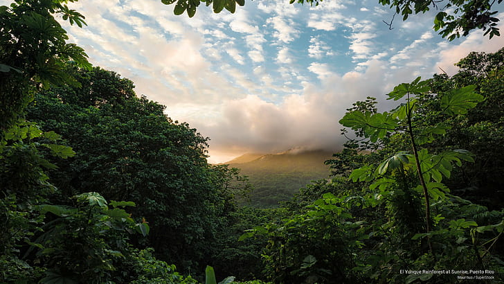 El Yunque Rainforest at Sunrise, Puerto Rico, Nature