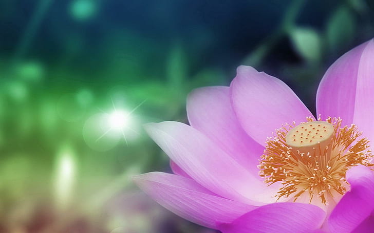 Lotus (Lotus Pink in the title): Với màu hồng tươi tắn và hương thơm dịu nhẹ, hoa sen là biểu tượng của tình yêu và lòng nhân ái. Hãy đắm mình trong cảm giác thanh tịnh và yên bình khi ngắm nhìn một cánh hoa sen hồng tươi tắn trong Lotus Pink.