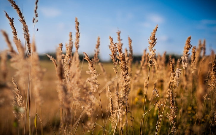 wheat field, landscape, plants, growth, beauty in nature, tranquility, HD wallpaper