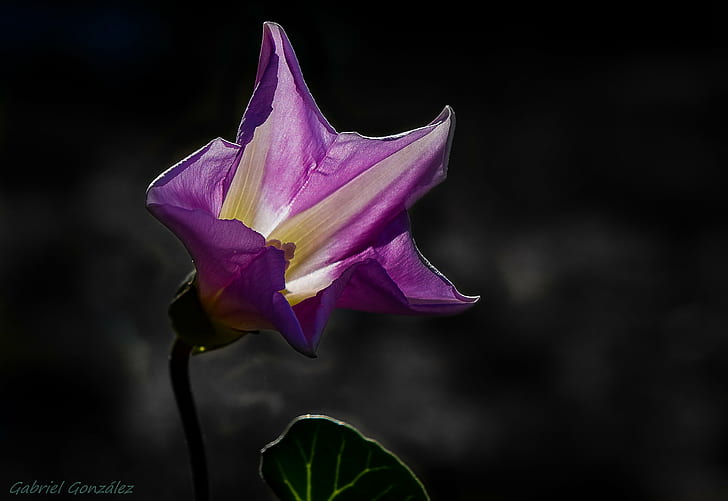 purple petal flower in selective color photography, Sony, RX, HD wallpaper