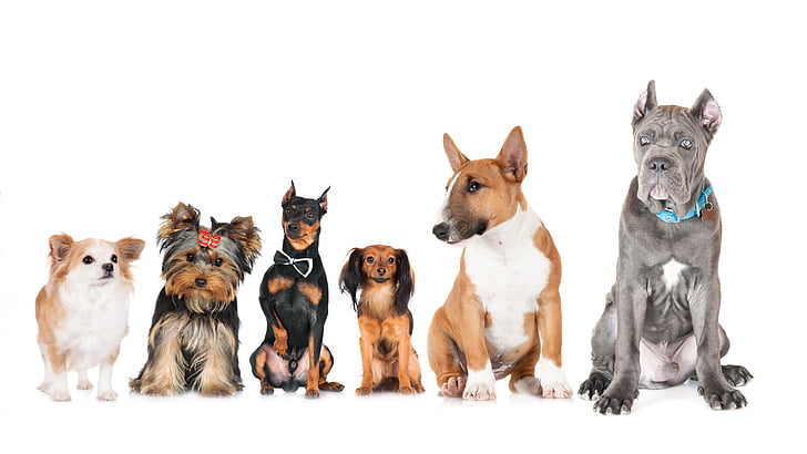 dog, dog breed, dogs, dog breeds, 8k, 8k uhd, HD wallpaper