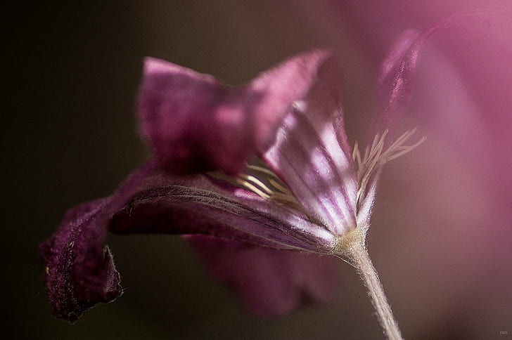depth of field photography of purple petaled flower, secret, garden, HD wallpaper