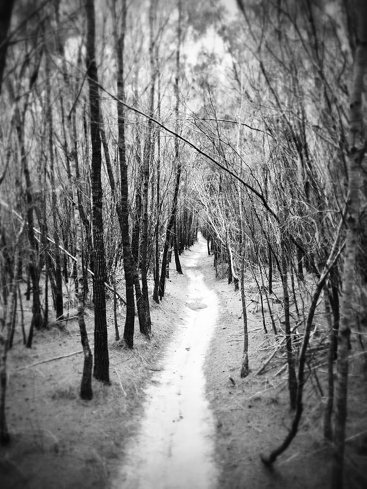 grayscale photography of tree, nature, forest, path, monochrome
