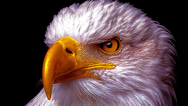 american eagle, bird, HD wallpaper