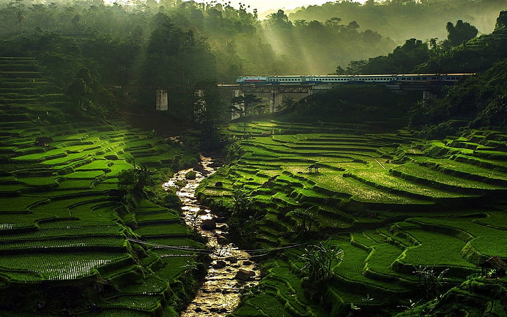 hill landscape, nature, rice paddy, river, sun rays, field, terraces, HD wallpaper