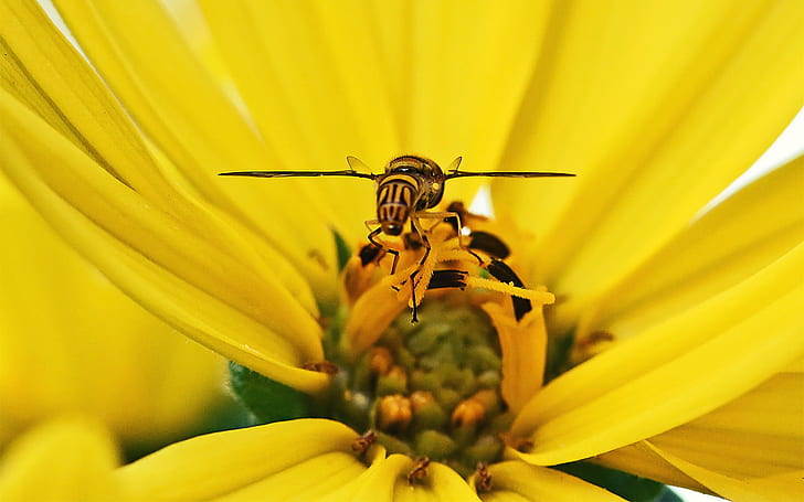 yellow and black bee on yellow Daisy flower, Flat, Montreal, Summer, HD wallpaper
