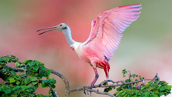 Roseate Spoonbill Beautiful Pink Bird On Tree Jefferson Island Animals Birds Wallpapers Hd For Desktop 2560×1440