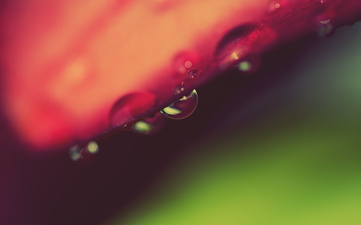 water dew, macro, water drops, plants, nature, wet, close-up, HD wallpaper